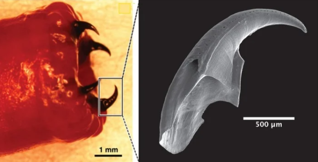 Científicos descubren cómo este gusano forma sus mandíbulas de cobre, proteína y veneno