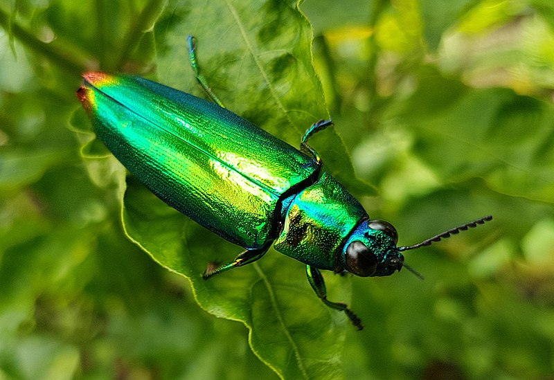 Biólogos descubren porqué la iridiscencia en algunos insectos los ayuda a sobrevivir
