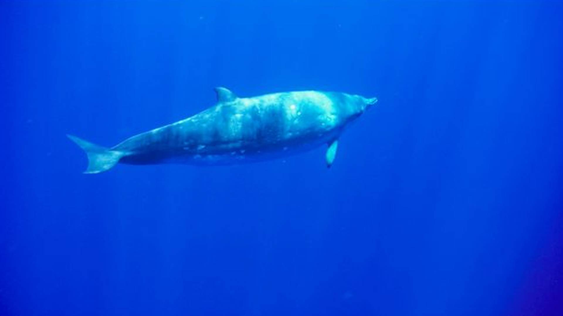 Esta nueva IA identifica los sonidos de los animales marinos con excelente precisión