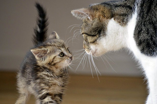 Los gatos recuerdan los nombres de sus humanos y el de sus otros amigos gatos