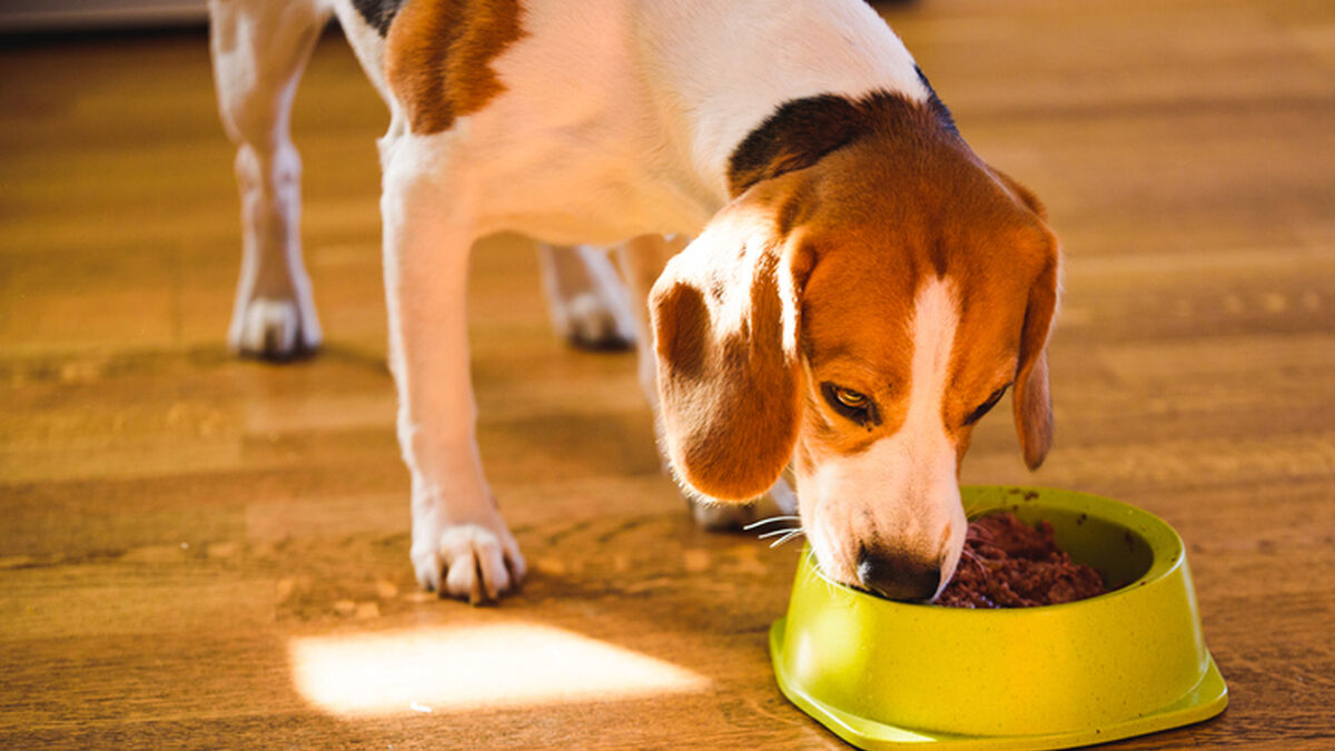 ¿Sabes con qué frecuencia debes alimentar a tu perro? Si tienes dudas, este estudio podría ayudarte