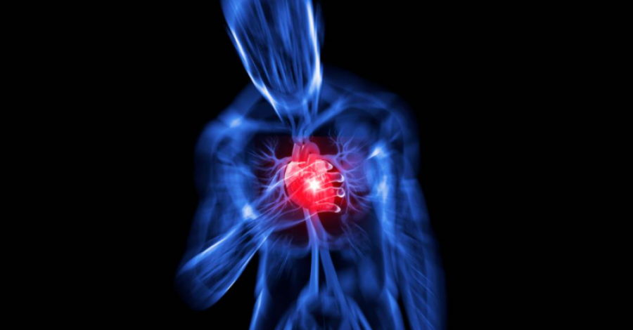Científicos logran regenerar células cardíacas de ratones luego de un infarto de miocardio