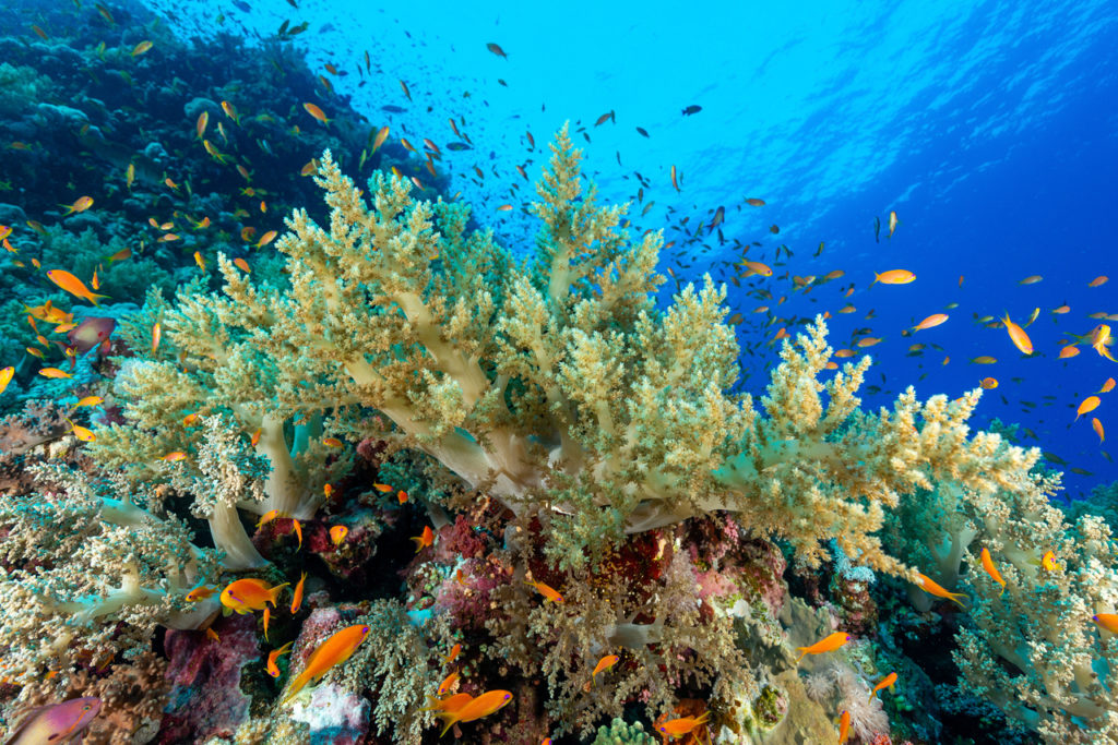 Escuchar el ruido de los arrecifes de coral podría ayudarnos a salvarlos de la extinción