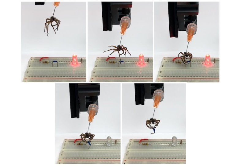 Ingenieros convierten arañas muertas en brazos robóticos [VIDEO]