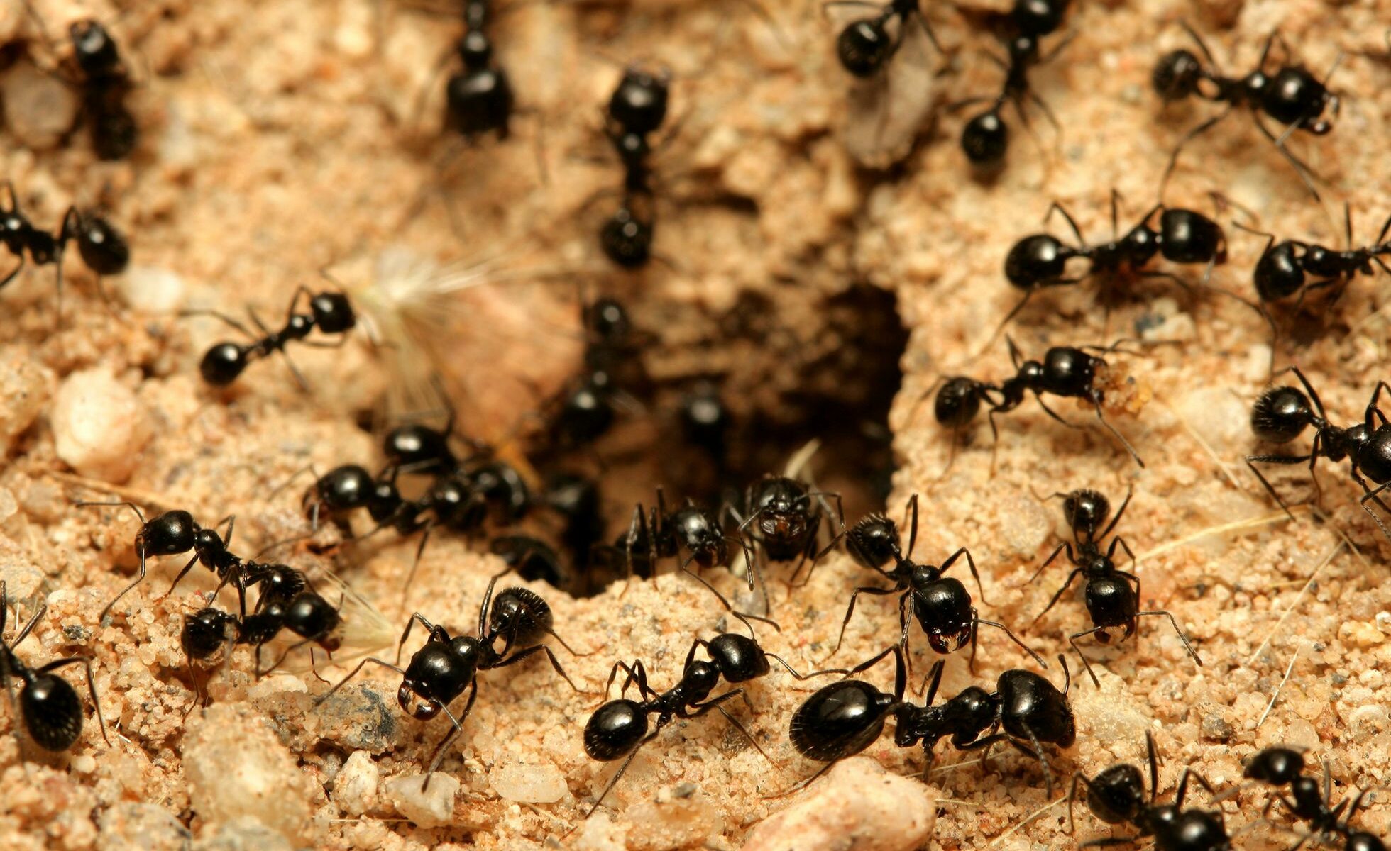 Las colonias de hormigas se comportan como una gran mente colectiva cuando toman decisiones vitales