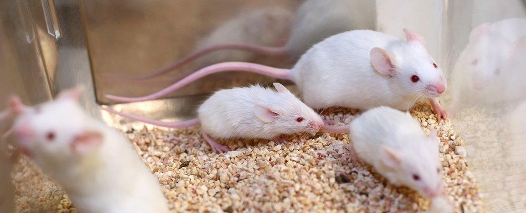 Científicos logran clonar ratones a partir de células liofilizadas