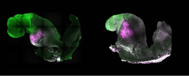 Científicos desarrollan un embrión de ratón en una placa de vidrio