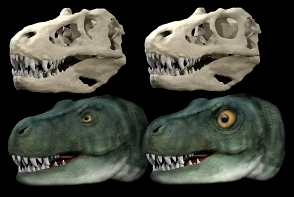 La forma de la cuenca del ojo determinaba la fuerza de la mordida de estos dinosaurios