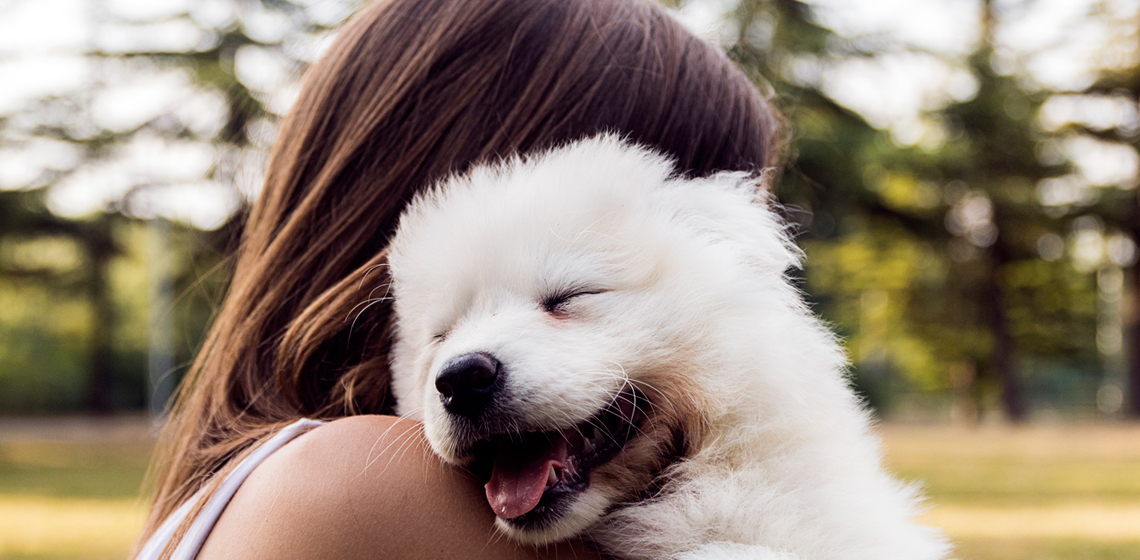 Los perros lloran de emoción al reencontrarse con sus dueños, sugiere estudio