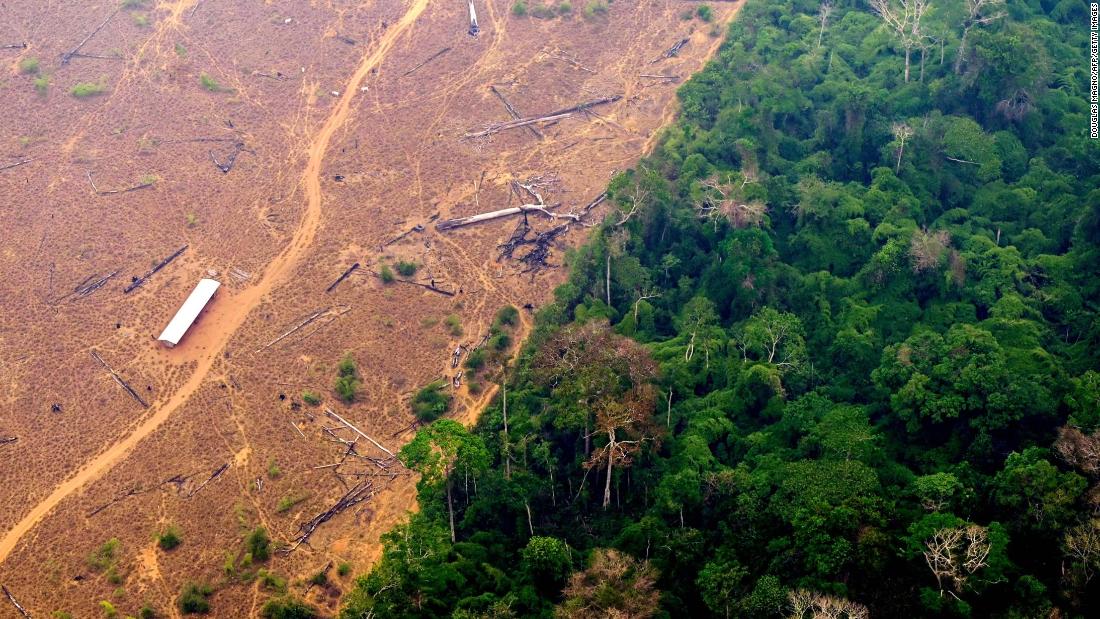 Estos son los 4 países con mayor pérdida de bosque tropical a causa de la minería