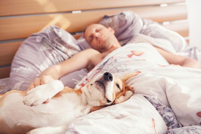 El sueño REM habría evolucionado para calentar al cerebro mientras dormimos