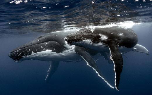El canto de estas ballenas se vuelve viral entre distintas poblaciones