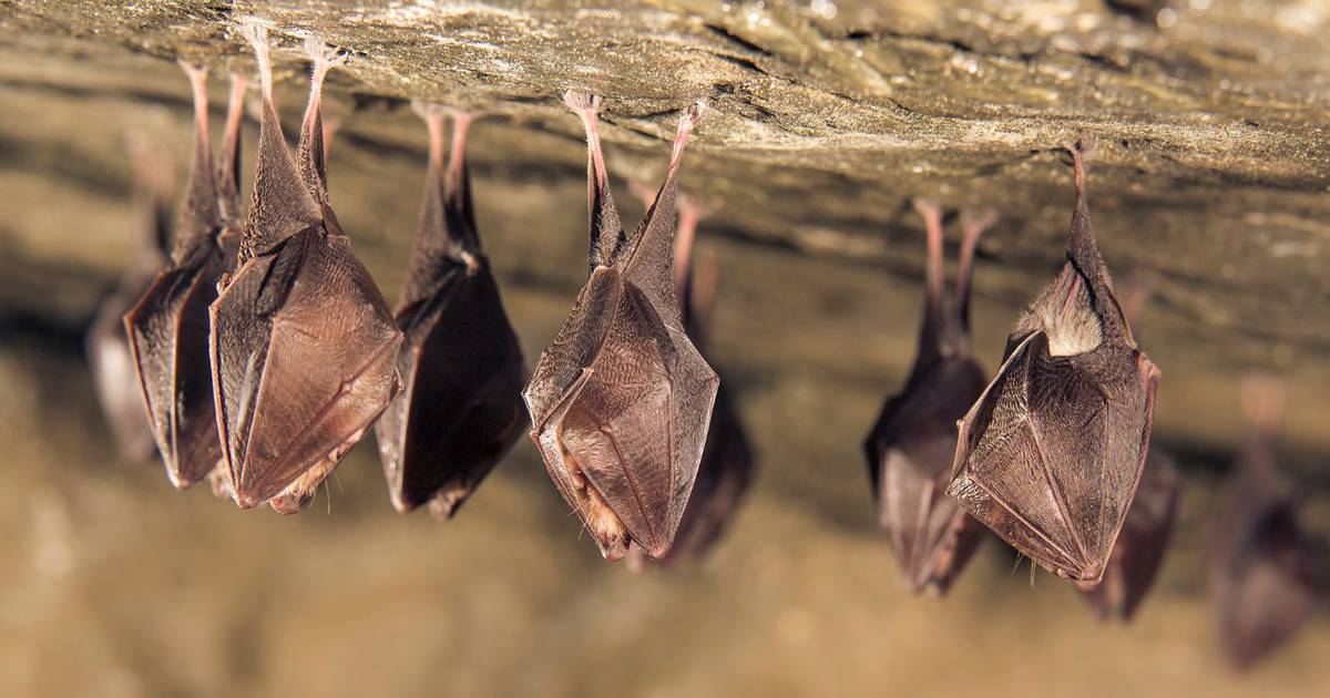 Un nuevo coronavirus resistente a los medicamentos y vacunas ha sido identificado en murciélagos rusos