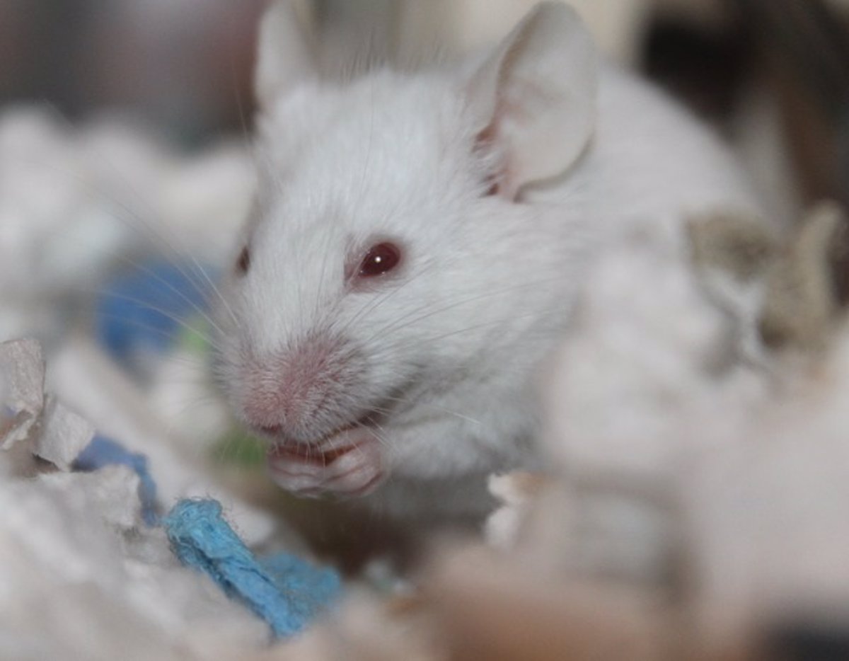 Científicos logran restaurar la vista de ratones adultos con ceguera congénita