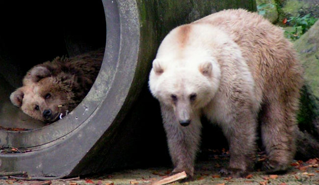 El cambio climático producirá nuevas especies, como el híbrido oso brolar
