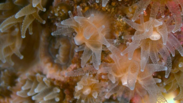 La hibernación podría salvar a los corales del calentamiento global