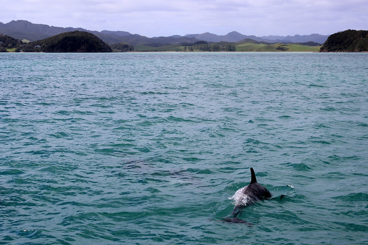 Delfines varados muestran señales bioquímicas de la enfermedad de Alzheimer