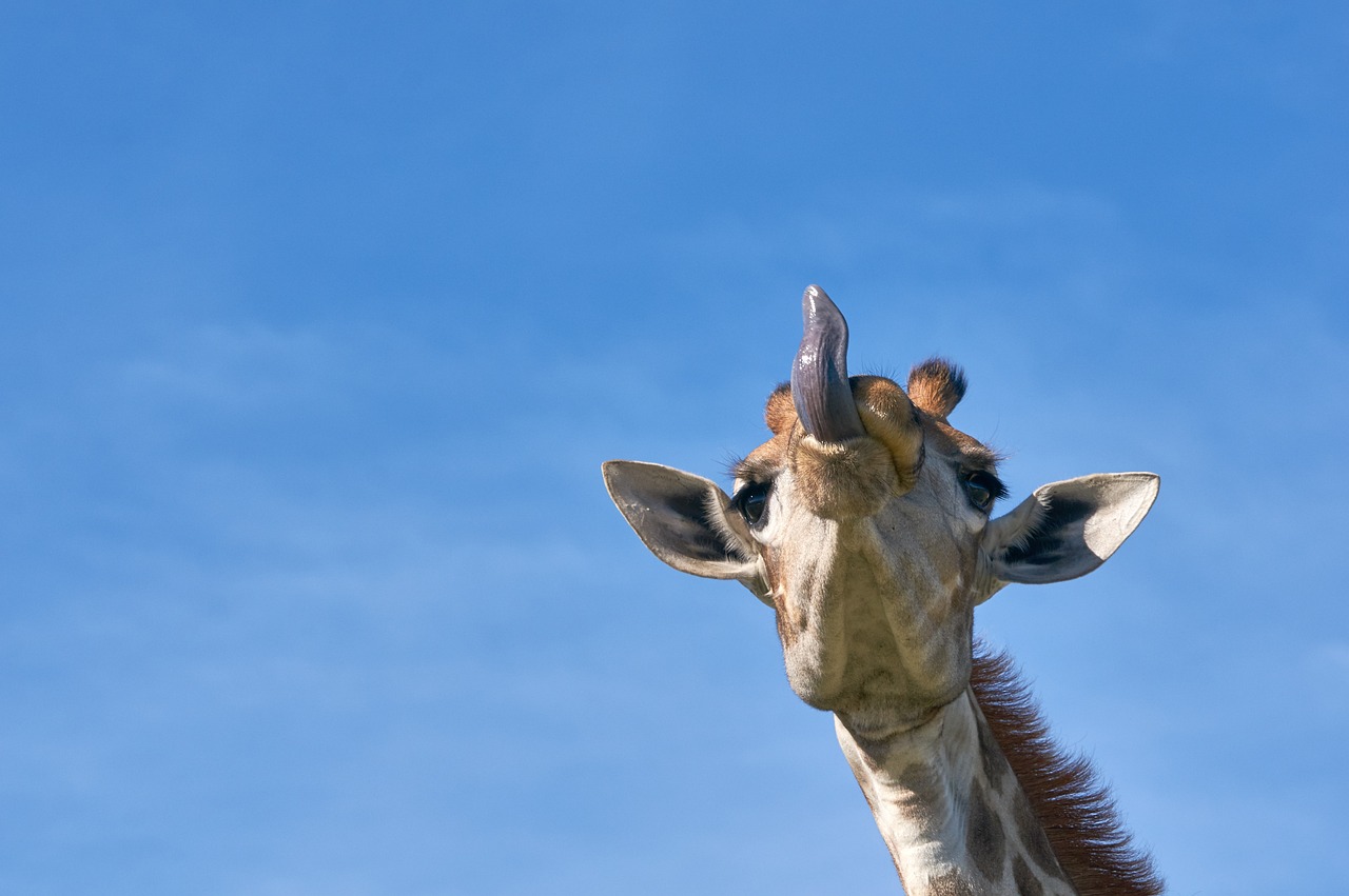 Este es el extraño comportamiento sexual de las jirafas que no conocías