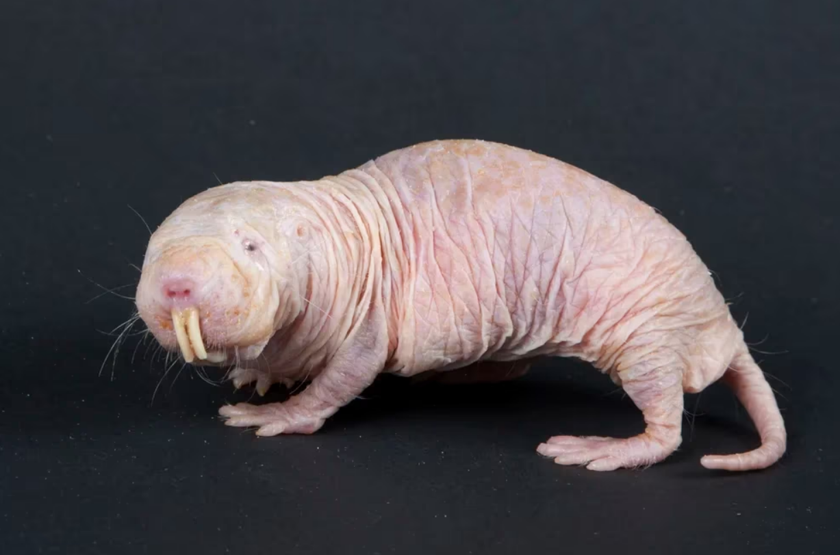 Científicos descubren el secreto de la excepcional fertilidad de la rata topo desnuda