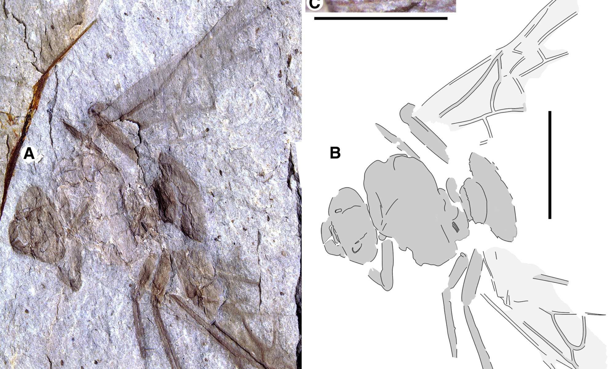 Fósiles de hormigas gigantes desafían lo que científicos sabían sobre los insectos