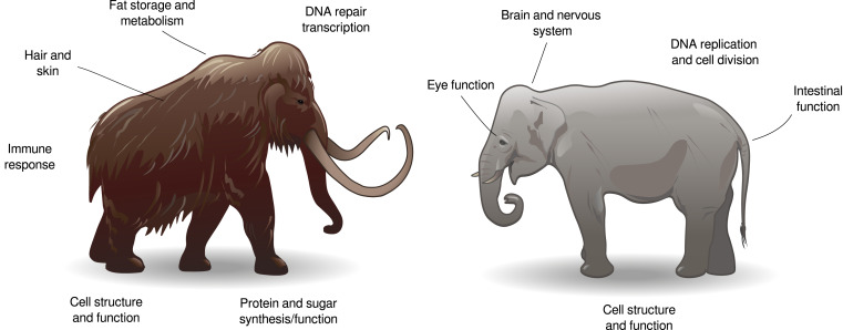 Científicos rastrean la evolución de los mamuts lanudos hasta hace 700 mil años