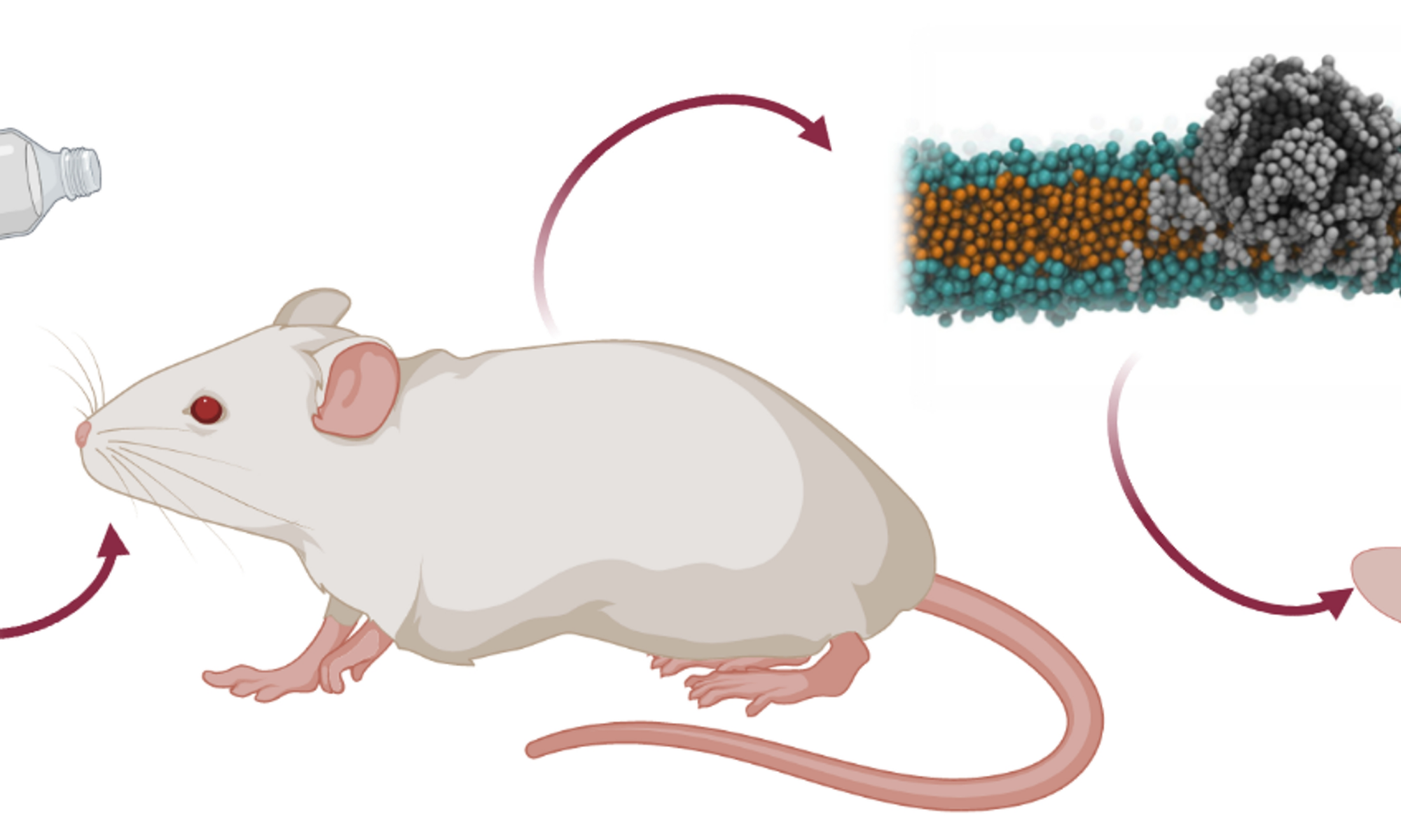Científicos encuentran partículas de plástico en cerebros de ratones pocas horas después de ingerirlas