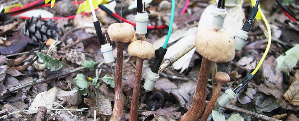 Los hongos se comunican entre ellos mediante señales eléctricas después de la lluvia