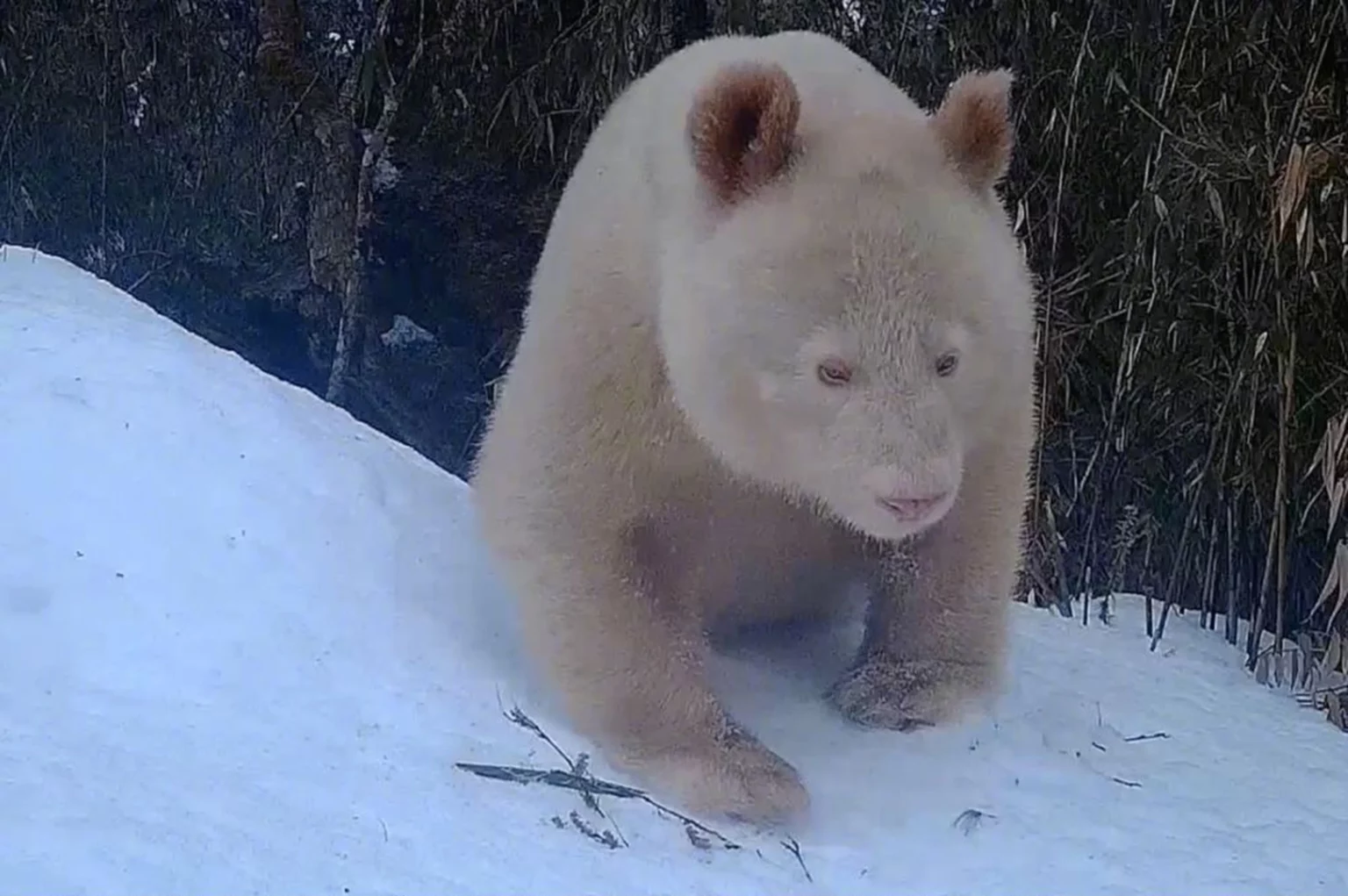 El único panda albino del mundo aparece ante las cámaras de una reserva natural en China