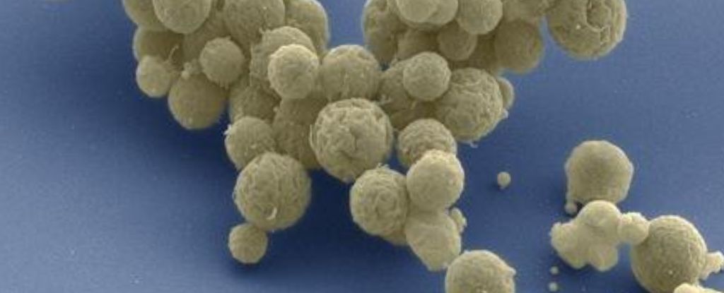 Las células mínimas sintéticas crecen más rápido y se adaptan mejor que las naturales, demuestra un estudio
