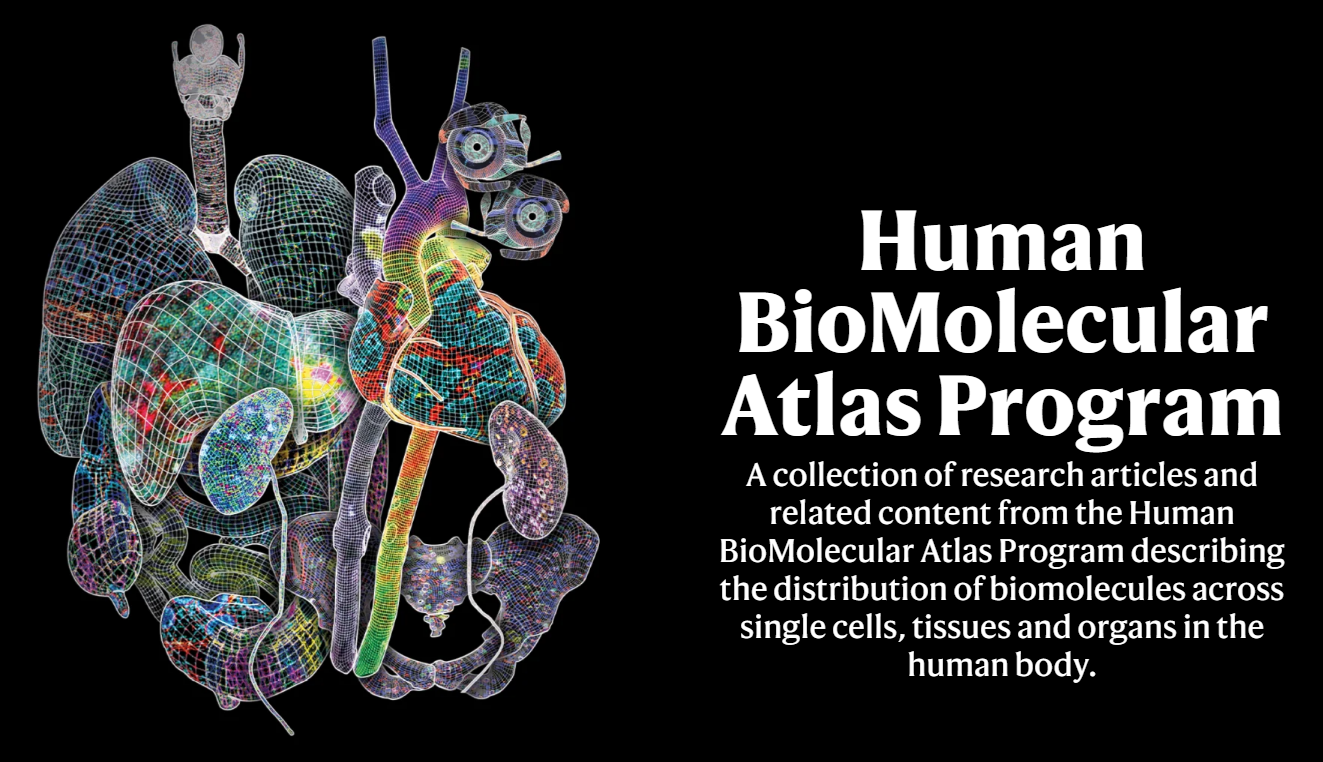 Científicos crean un atlas anatómico que revela secretos del cuerpo humano