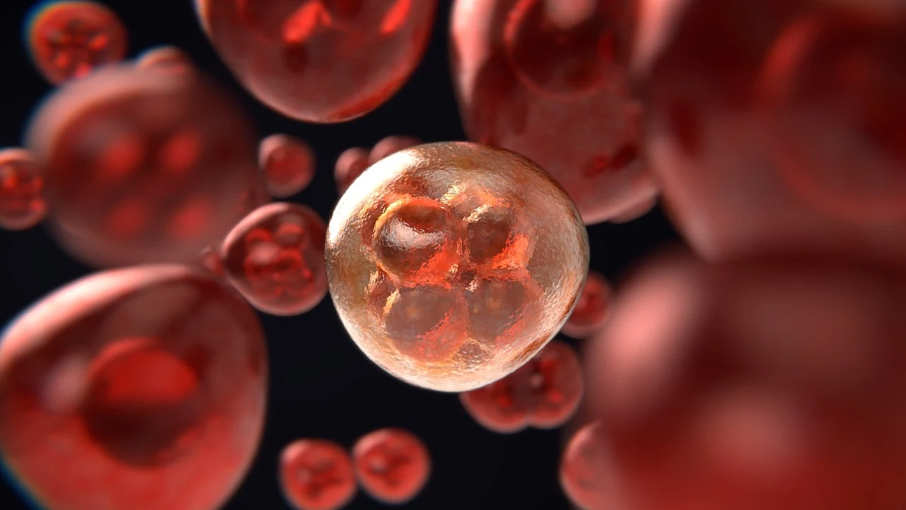 Científicos descubren un tipo de célula que se autodestruye para proteger al embrión