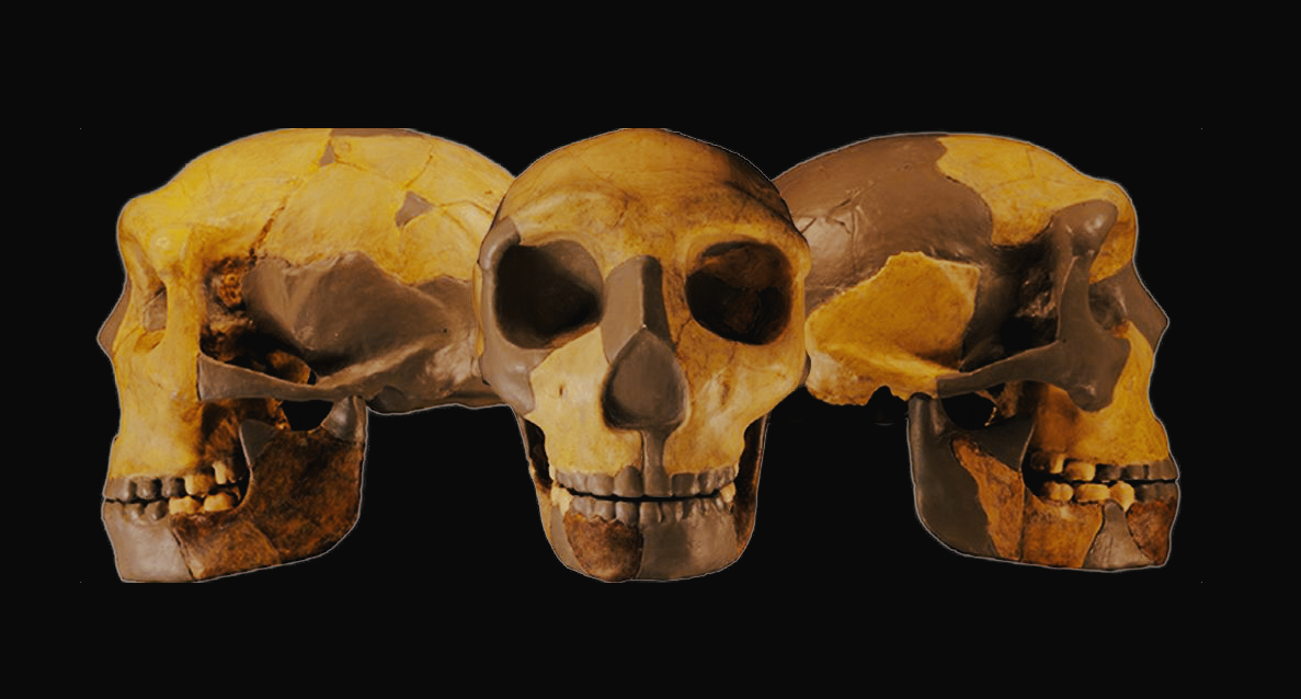 Cráneo encontrado en China sugiere una nueva rama en el árbol genealógico humano