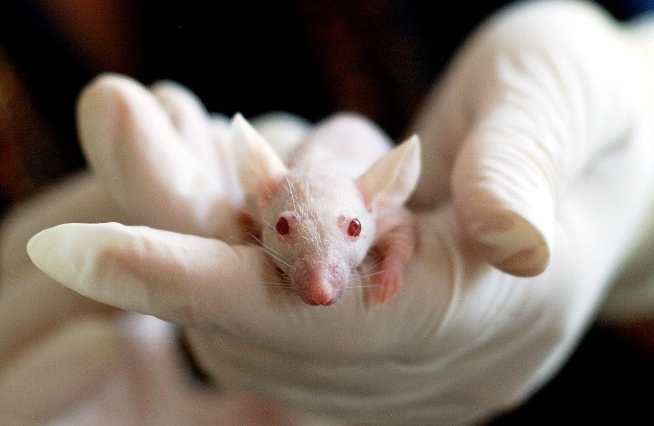 Una vacuna experimental consigue retrasar los síntomas del Alzheimer en ratones