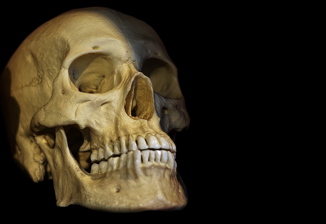 El cráneo protege al cerebro de enfermedades de una manera que no conocíamos