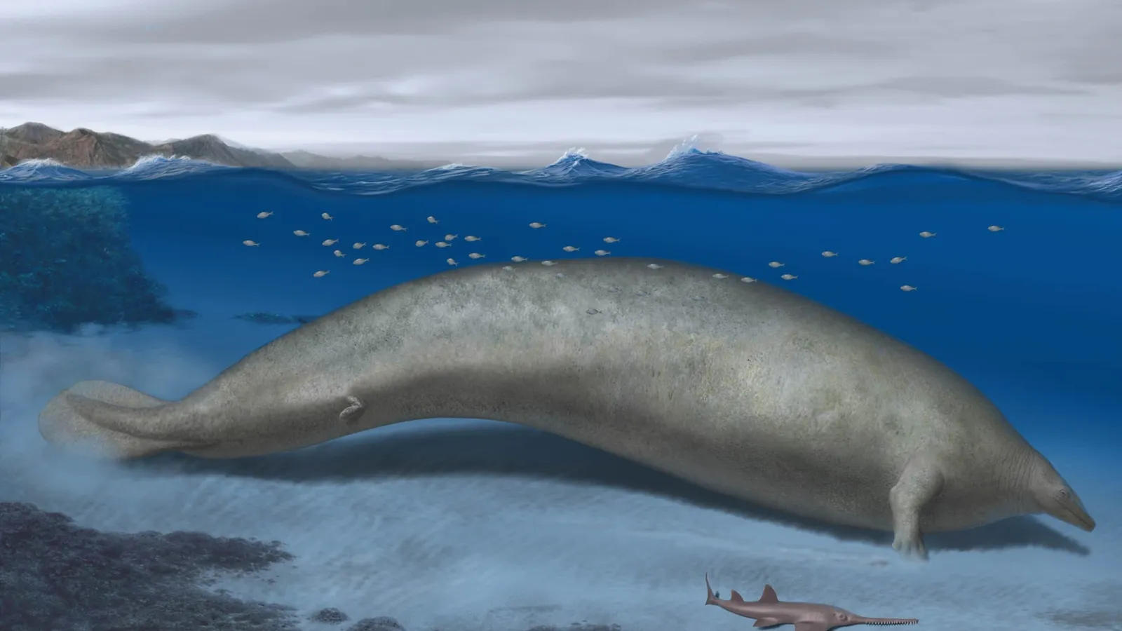 Descubren colosal ballena que habitó el mar de Perú hace 39 millones de años
