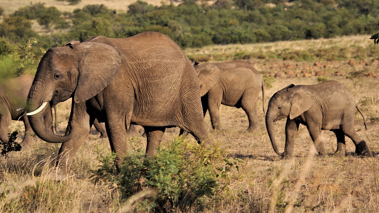 Científicos descubren que los elefantes usan nombres propios para llamarse entre ellos