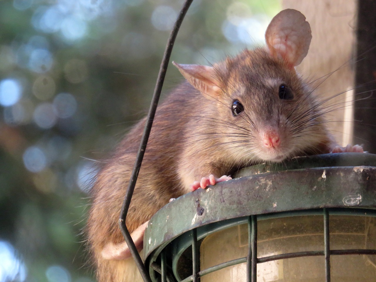 Un experimento prueba que las ratas pueden viajar en el espacio y tiempo usando su imaginación