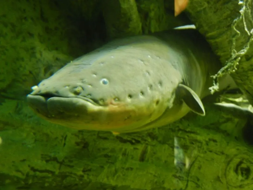 La descarga de una anguila eléctrica produce una modificación genética en el organismo