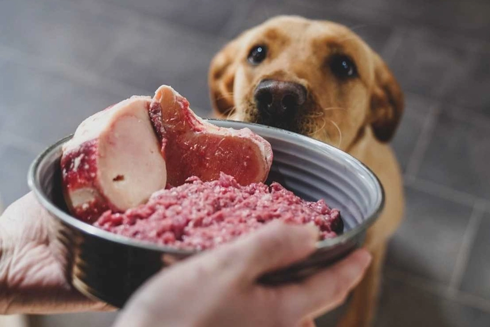 Alerta: La dieta BARF para perros se está convirtiendo en un problema de salud pública