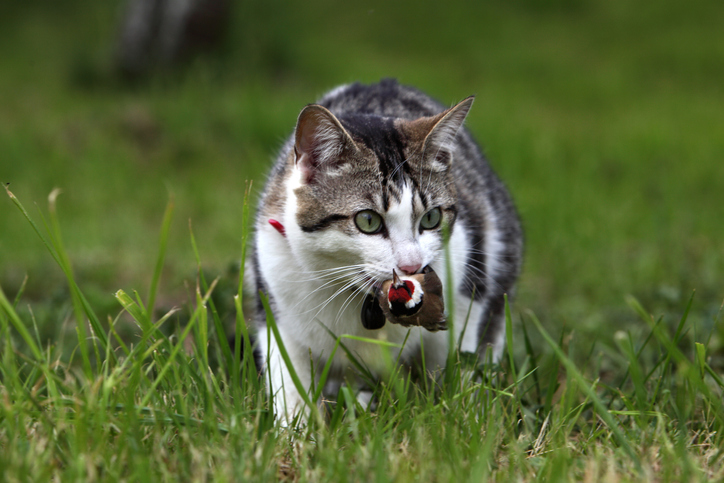 Por esta razón los científicos no recomiendan dejar salir a los gatos de casa sin supervisión