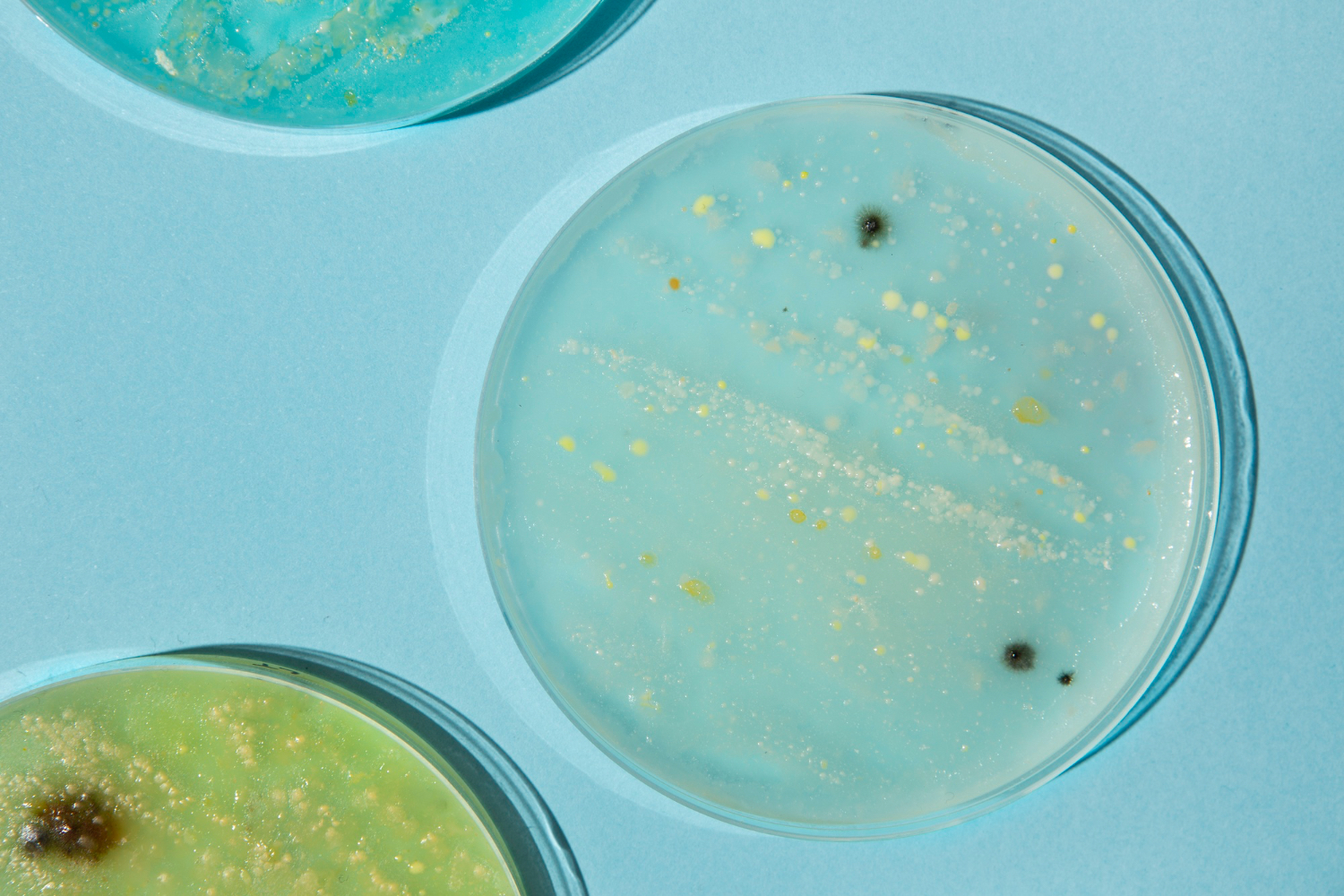 La resistencia bacteriana a los antibióticos tendría un lado positivo para nuestra salud