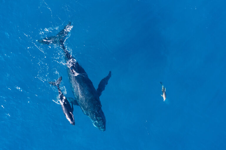 Análisis de ADN revela hibridación entre ballenas azules y de aleta en el Atlántico Norte
