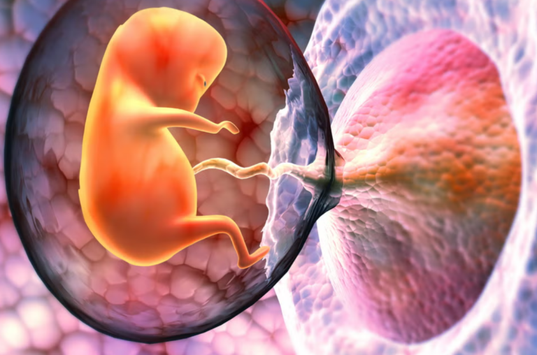 Plástico en el útero: aumentan las evidencias de contaminación en la placenta