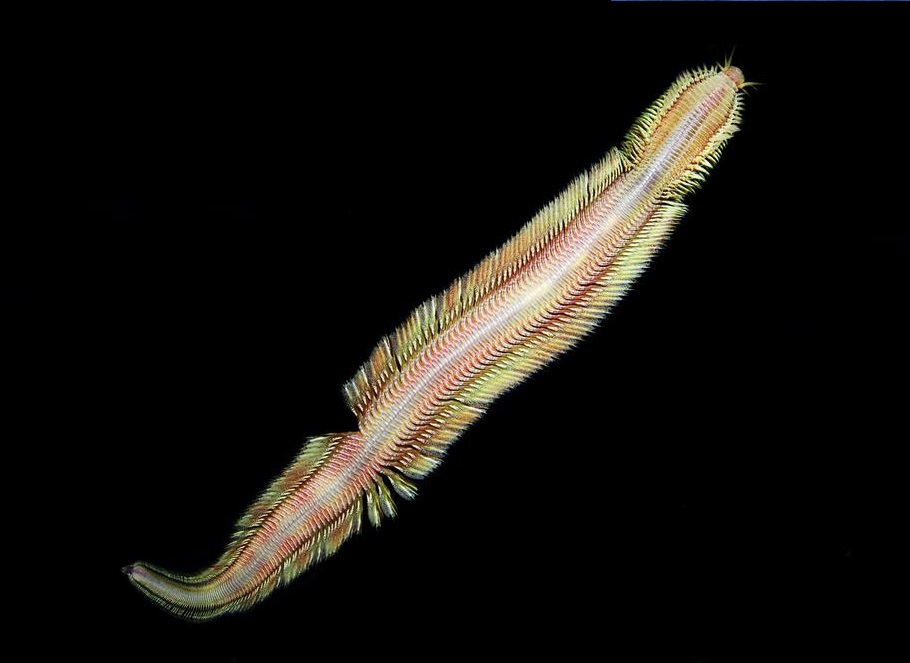 Un espécimen macho vivo de la nueva especie de gusano de aguas profundas, llamado Pectinereis strickrotti. Sus apéndices plumosos se llaman parapodios. / Ekin Tilic